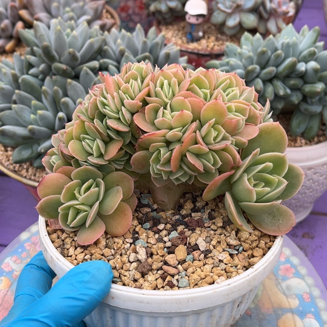 星娜塔树一物一拍