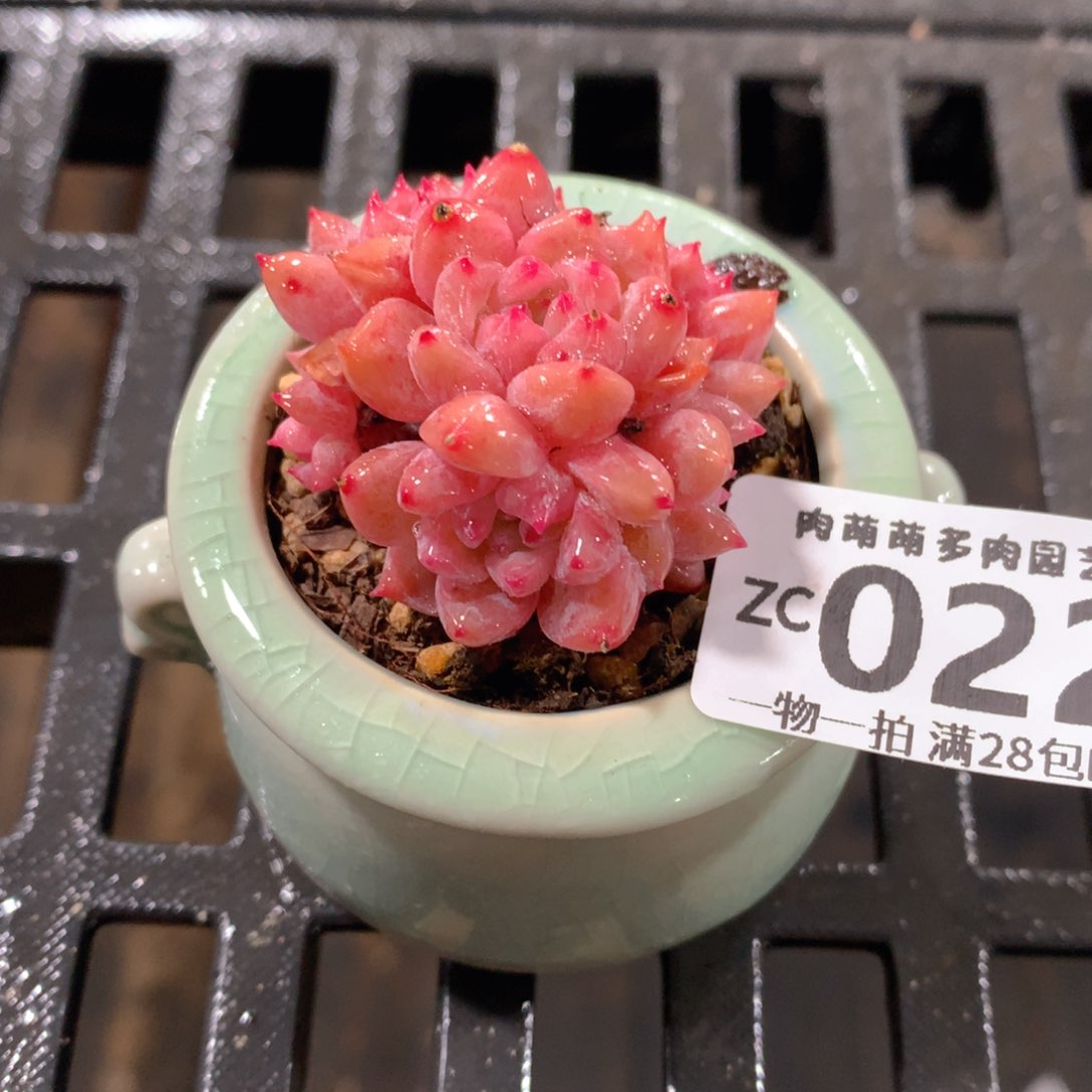 肉萌萌拇指盆精控多肉ZC022