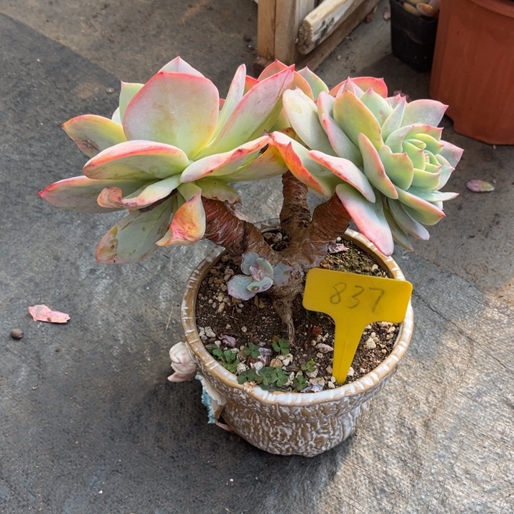 鸡***姐白凤多肉植物8 3 7