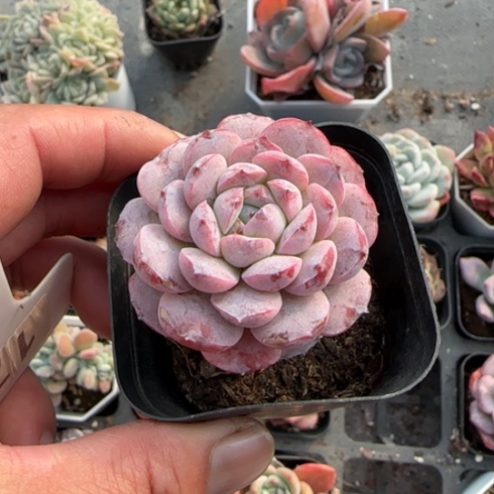 176恩宠多肉植物多