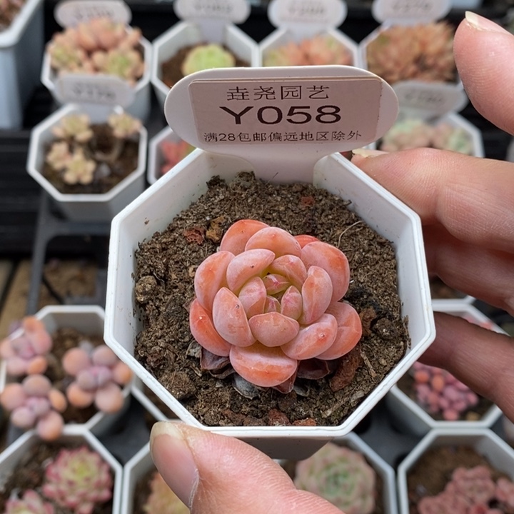 0058 全明星 3.5cm