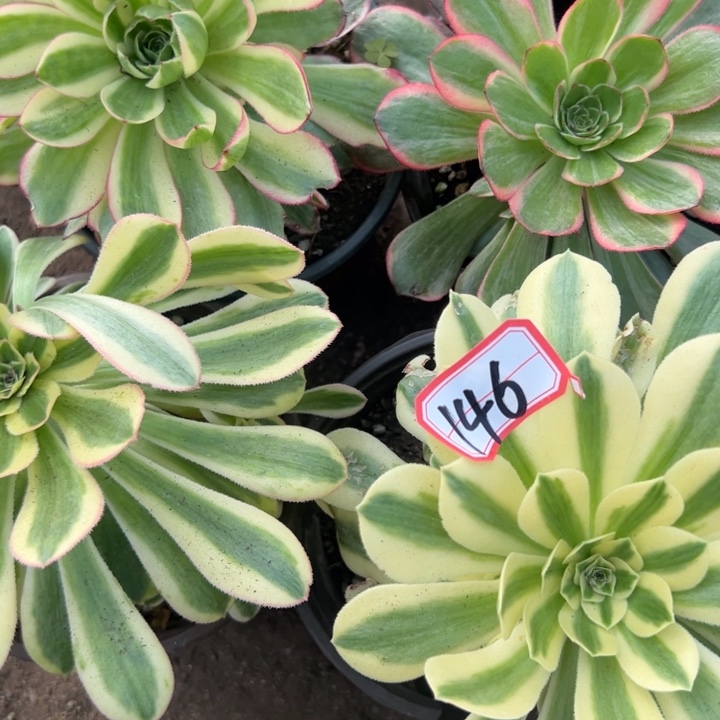多肉植物146不售后