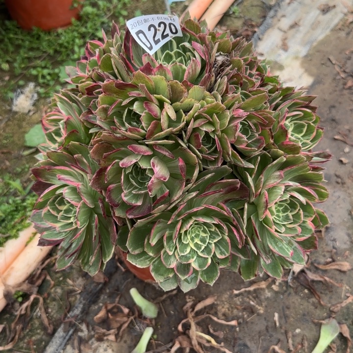 万花筒……多肉植物……