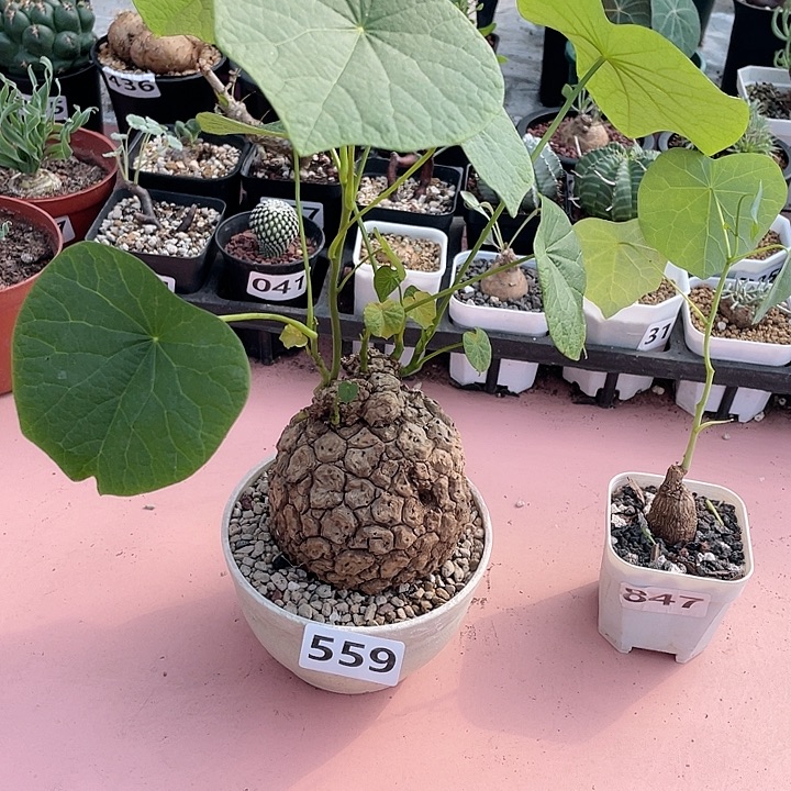 花***道559泰国大龙甲龟块根