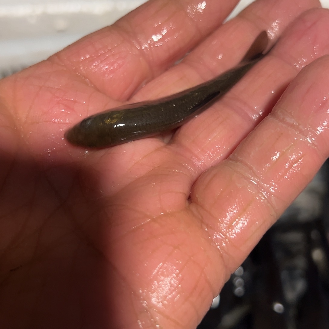 6-8规格30个螺丝青