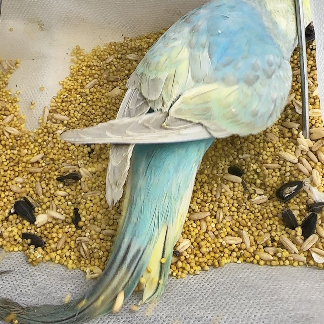 虎皮鹦鹉金彩金彩