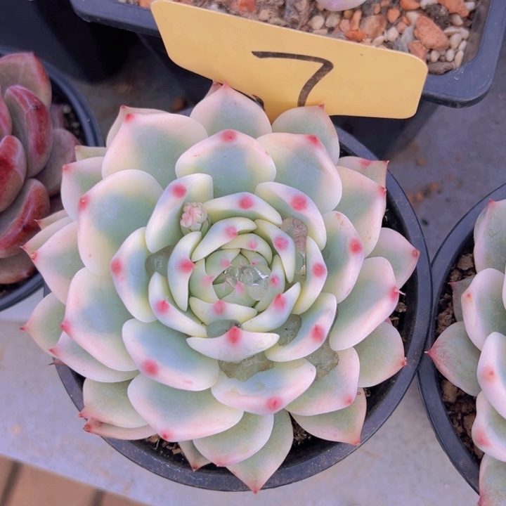 健健康康平平安安