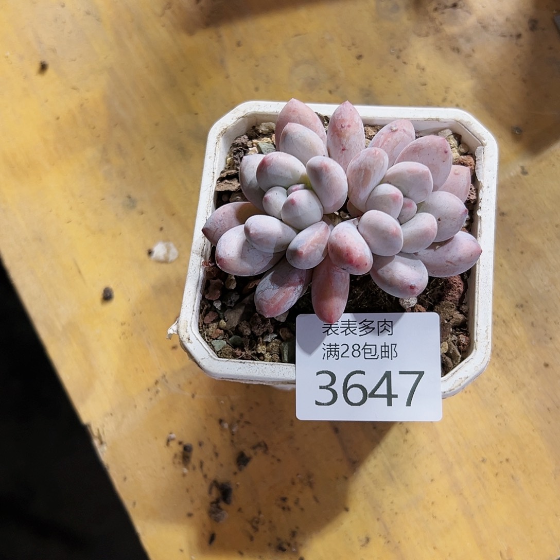 9号N***r我们的确是一个3647