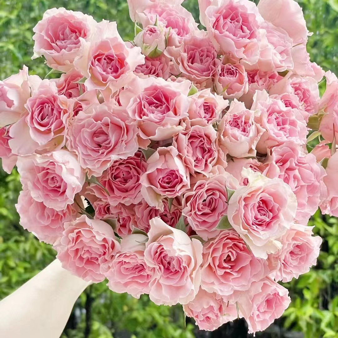 氧花季  人鱼公主多头玫瑰9支+1支防损 一单包邮 两单升级快递