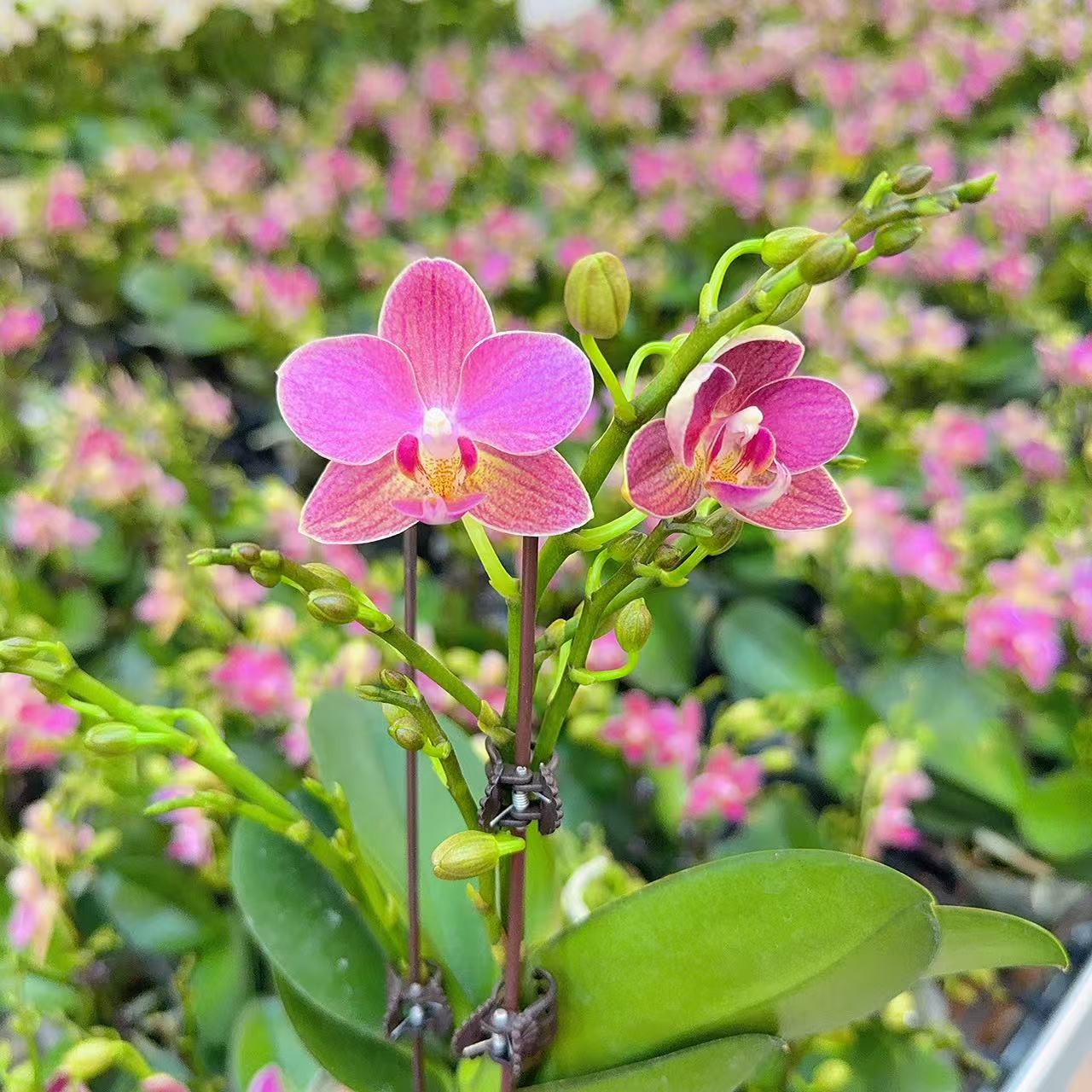 精选蝴蝶兰【香多多】精致小花 室内花卉绿植长花期基地直发