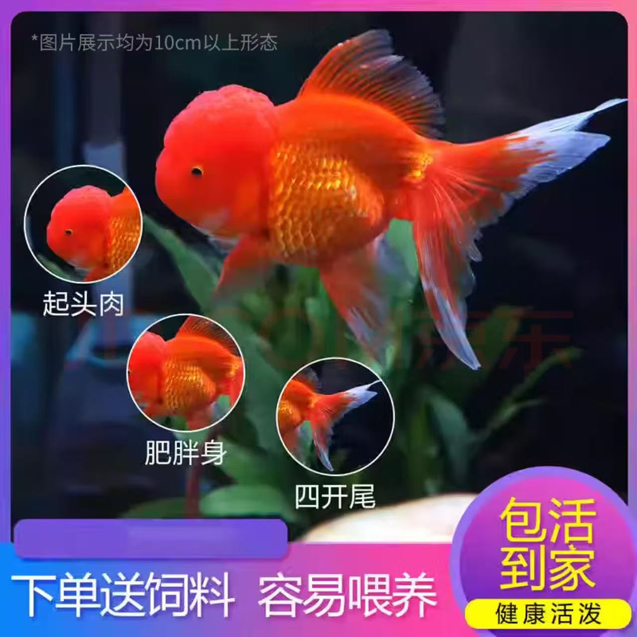 米大尺寸国粹金鱼冷水鱼国狮淡水鱼