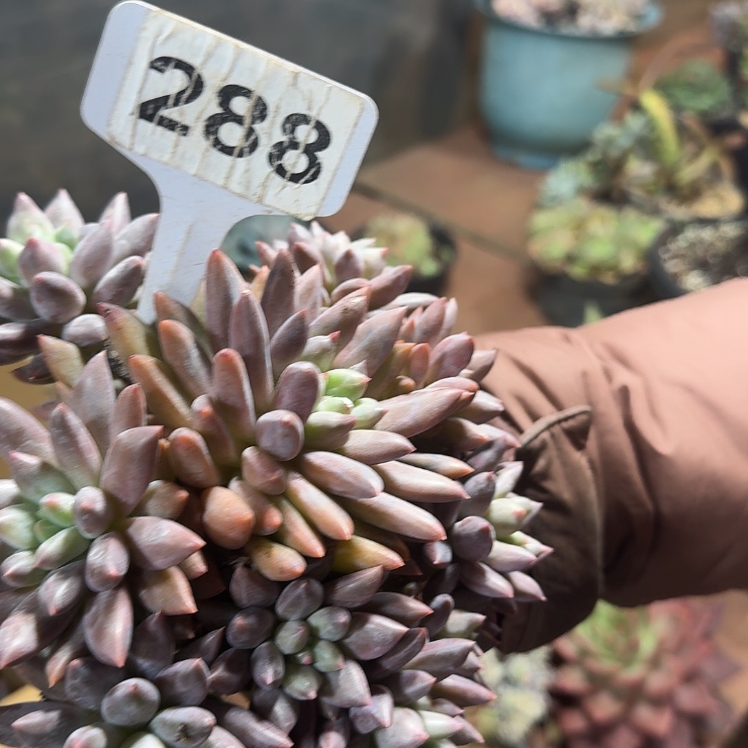 米***通288红蜻蜓123456789123