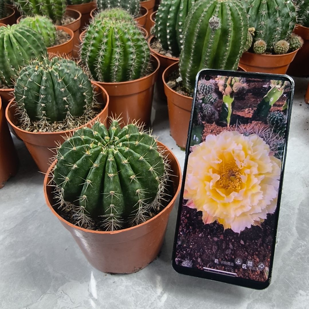 羽毛10号带盆（8cm）