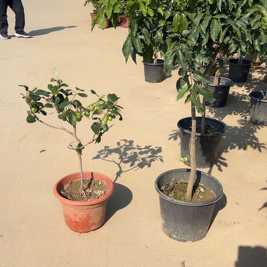 完全开放鸡心黄皮 苹果枣树苗