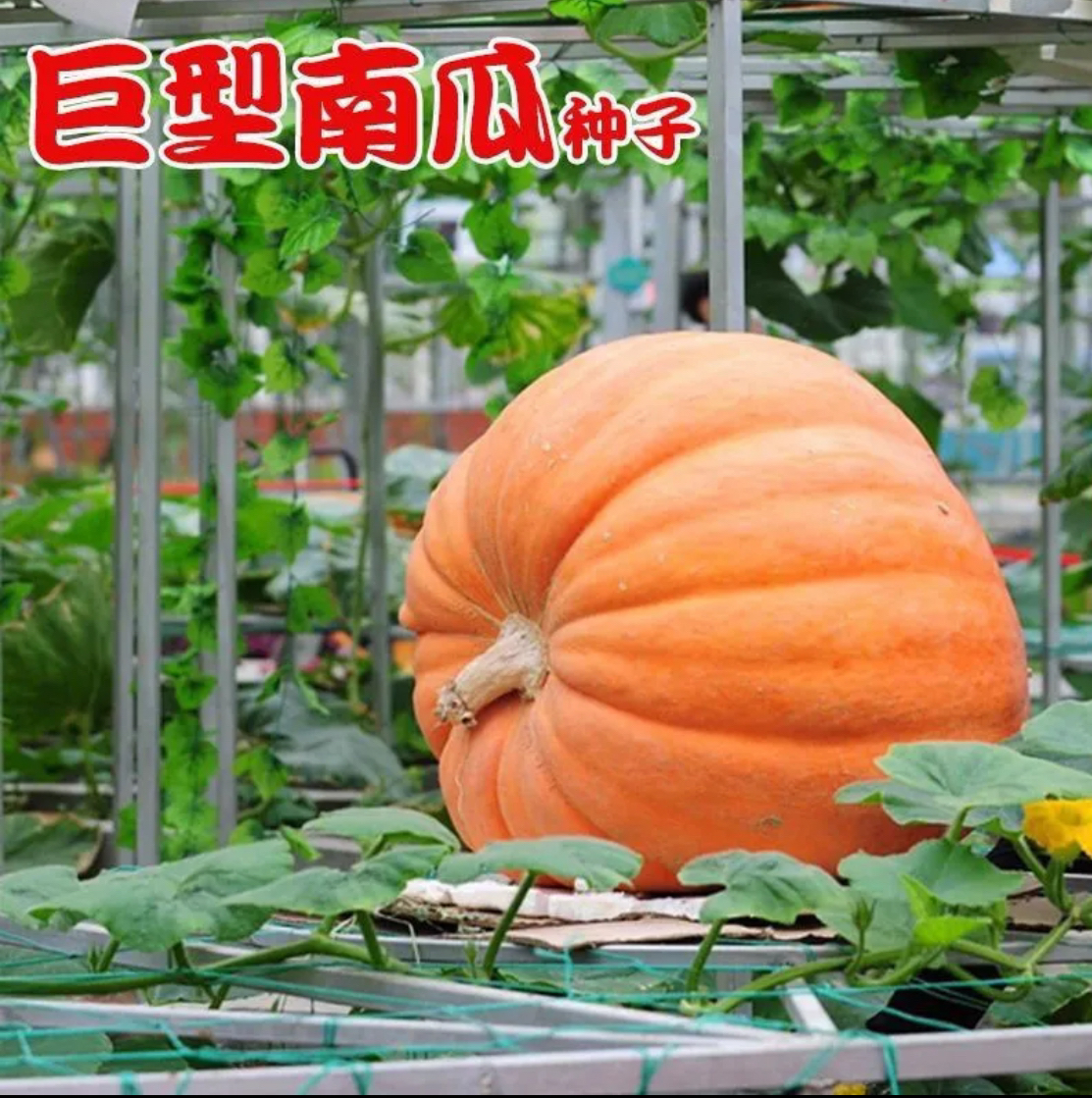 大南瓜种子（新籽）