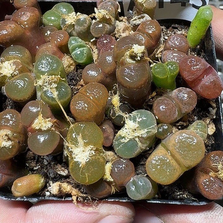 143 多肉植物多肉植物