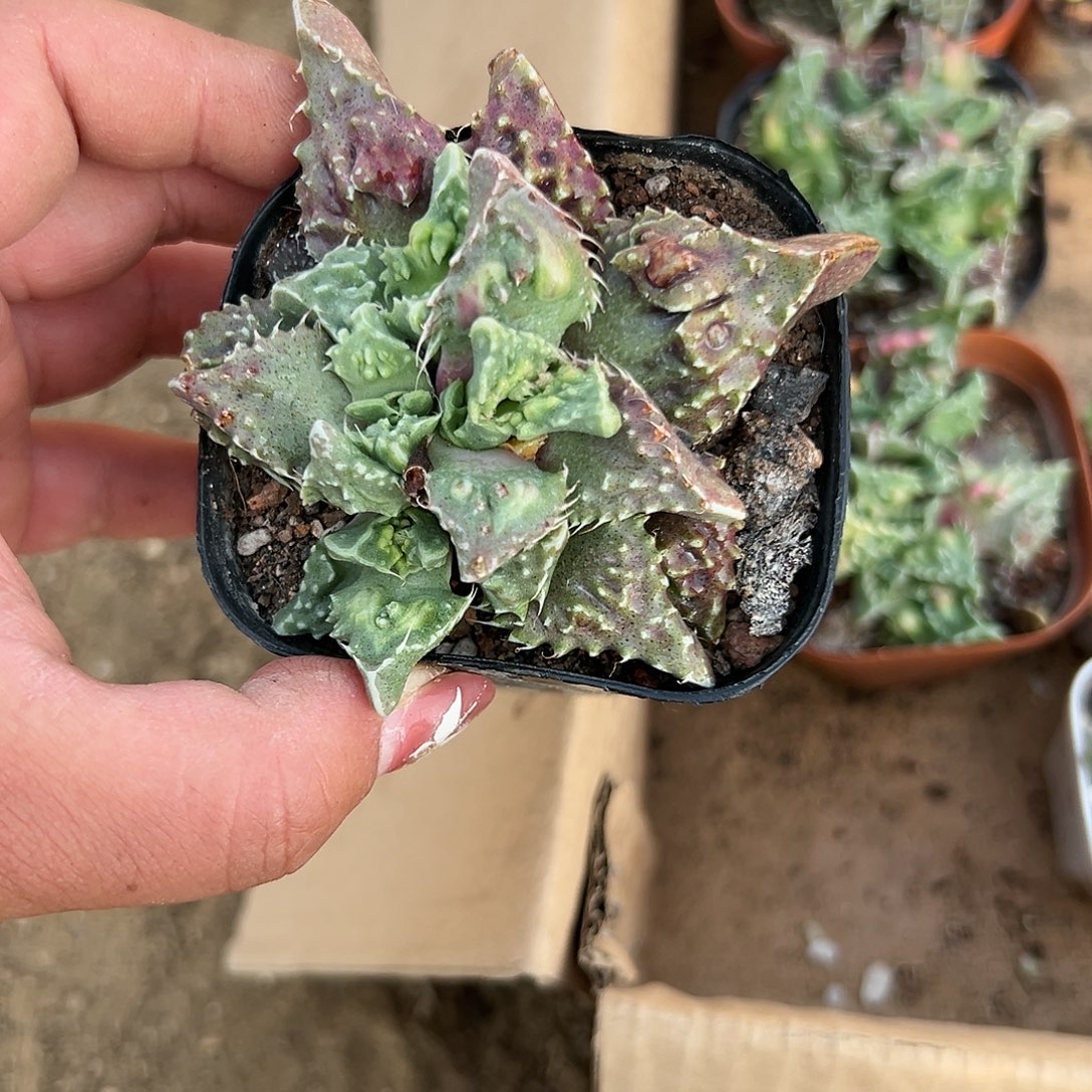 多肉植物狮头怒涛