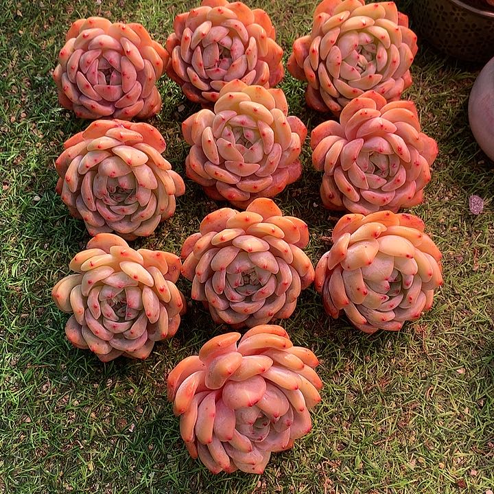 一物一拍，精控老庄橙梦露10颗大福利