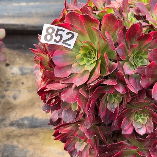 陈***)多肉植物一个红玫瑰852