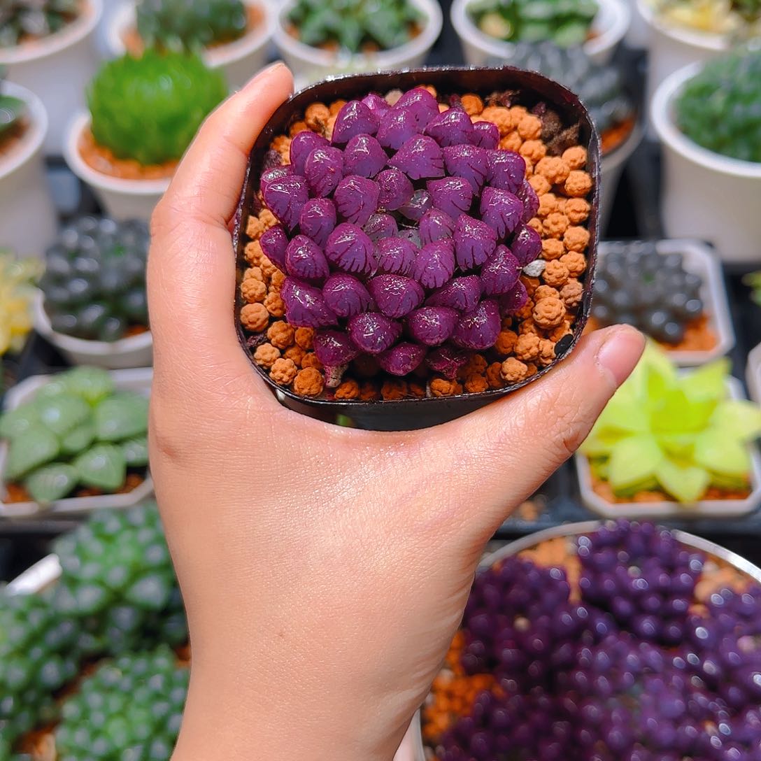 紫宝石冰灯玉露，原盆