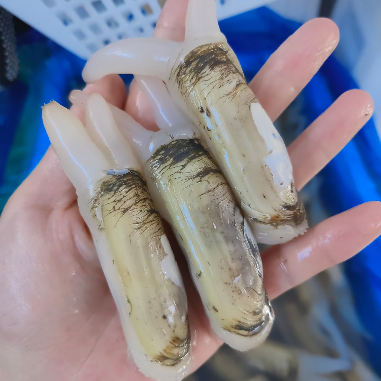 新鲜蛏子 一份2斤