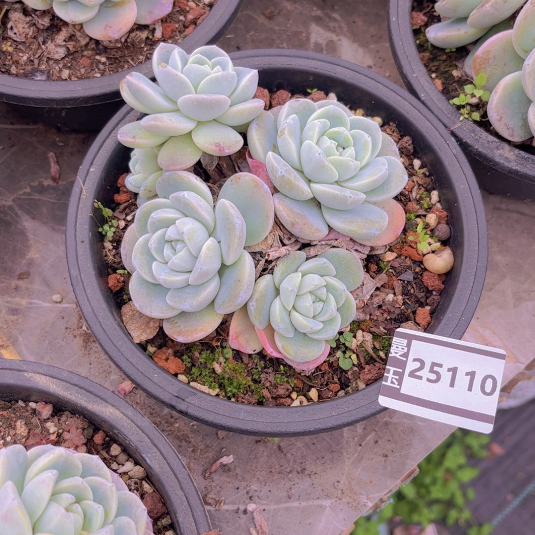 冰玉多肉植物25110