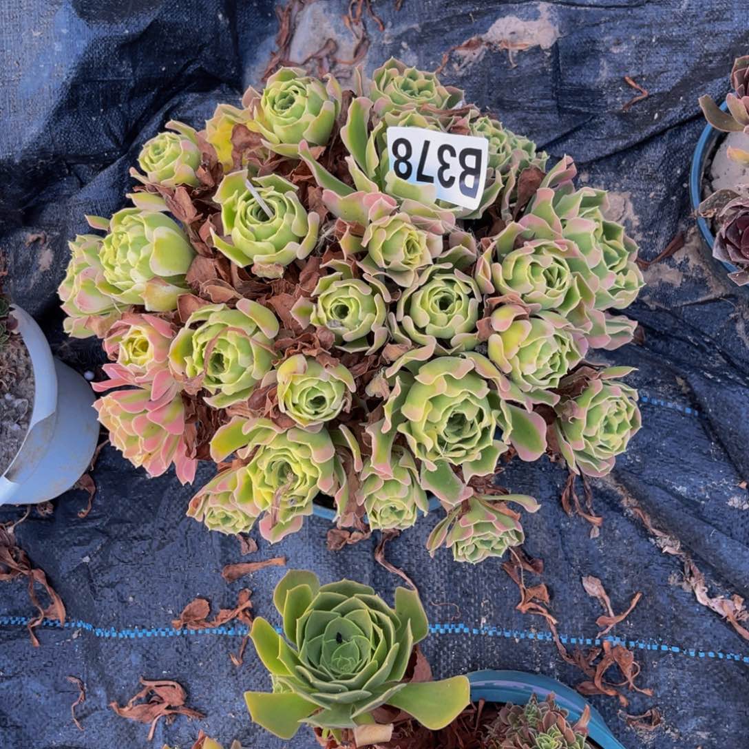 白凤法师15-//34包邮