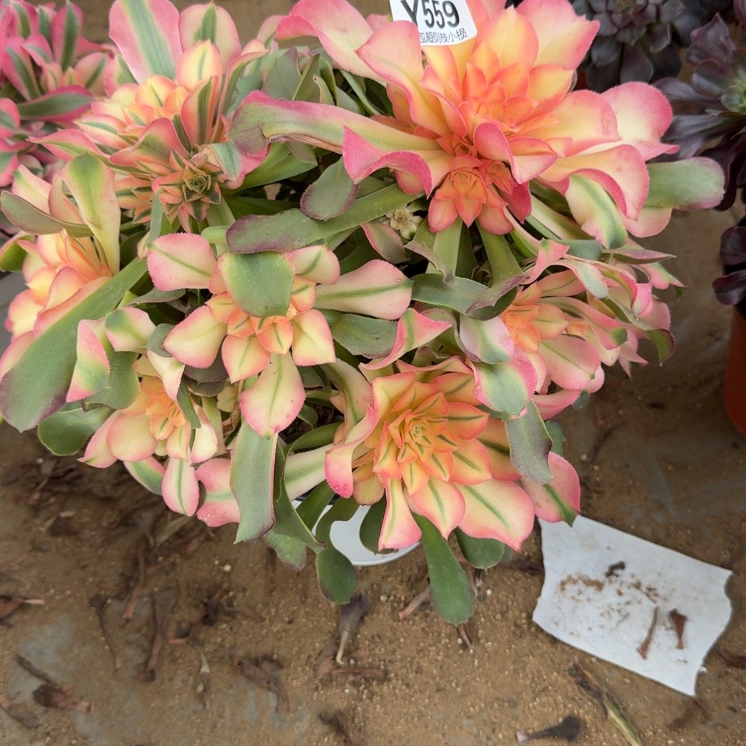 559香妃官服30左右2