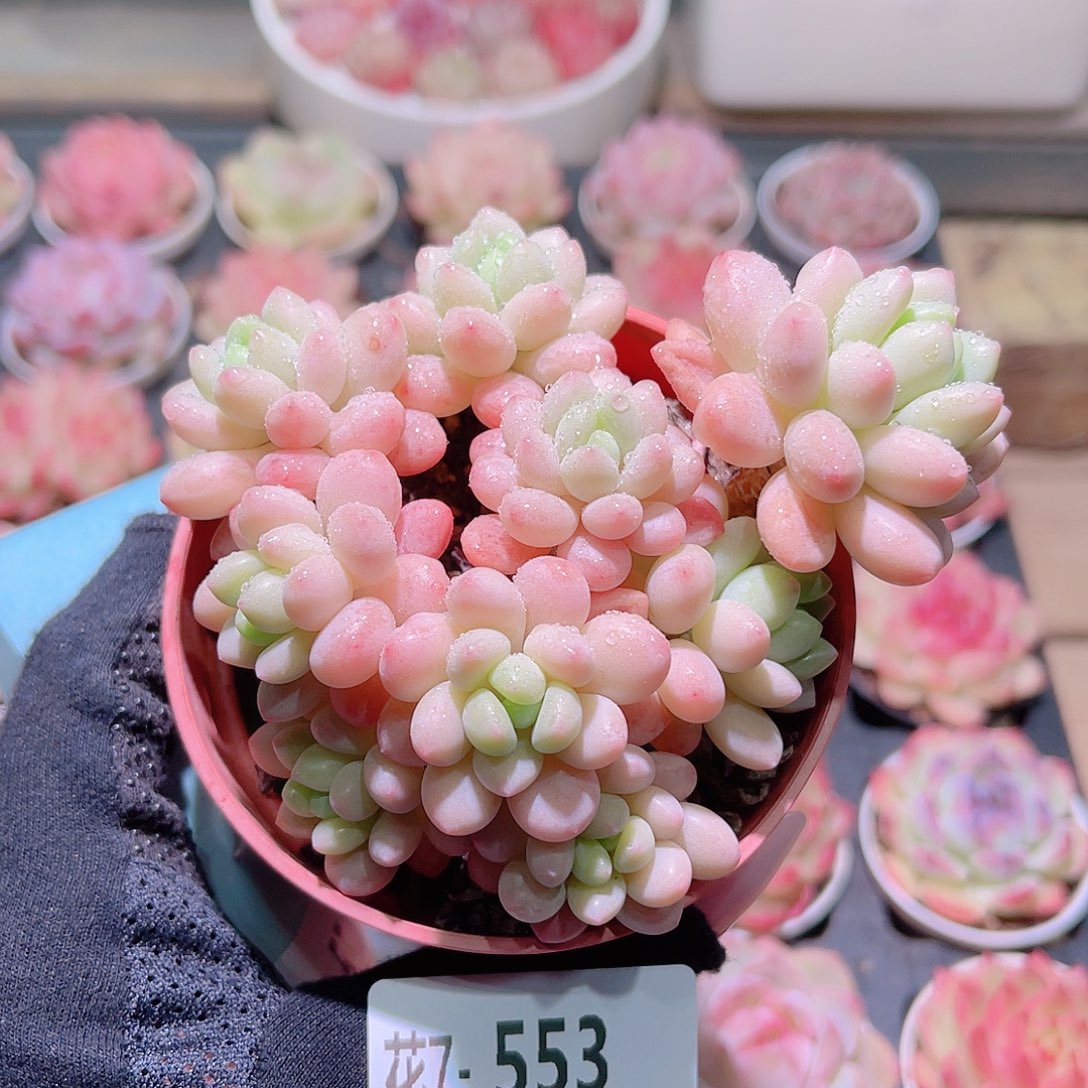 花利美7-553洛可可