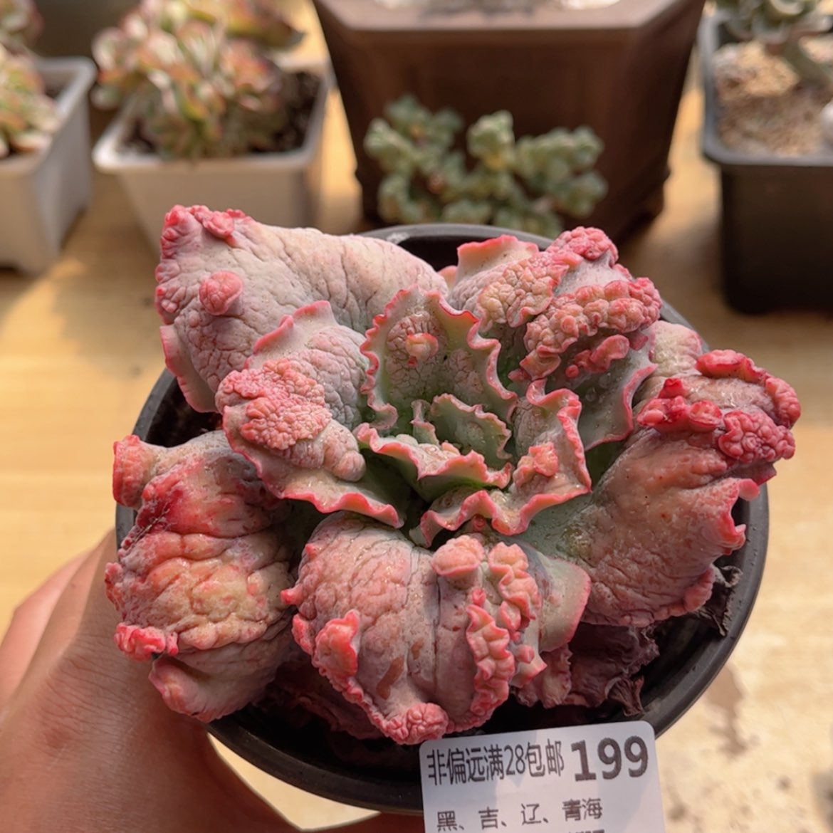 【闪购商品】199男爵