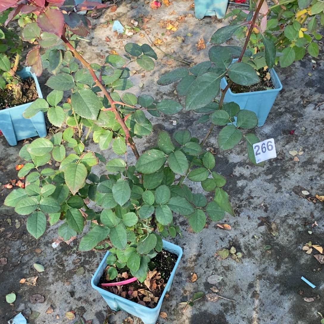无花朵266玫瑰国王瑞德土球