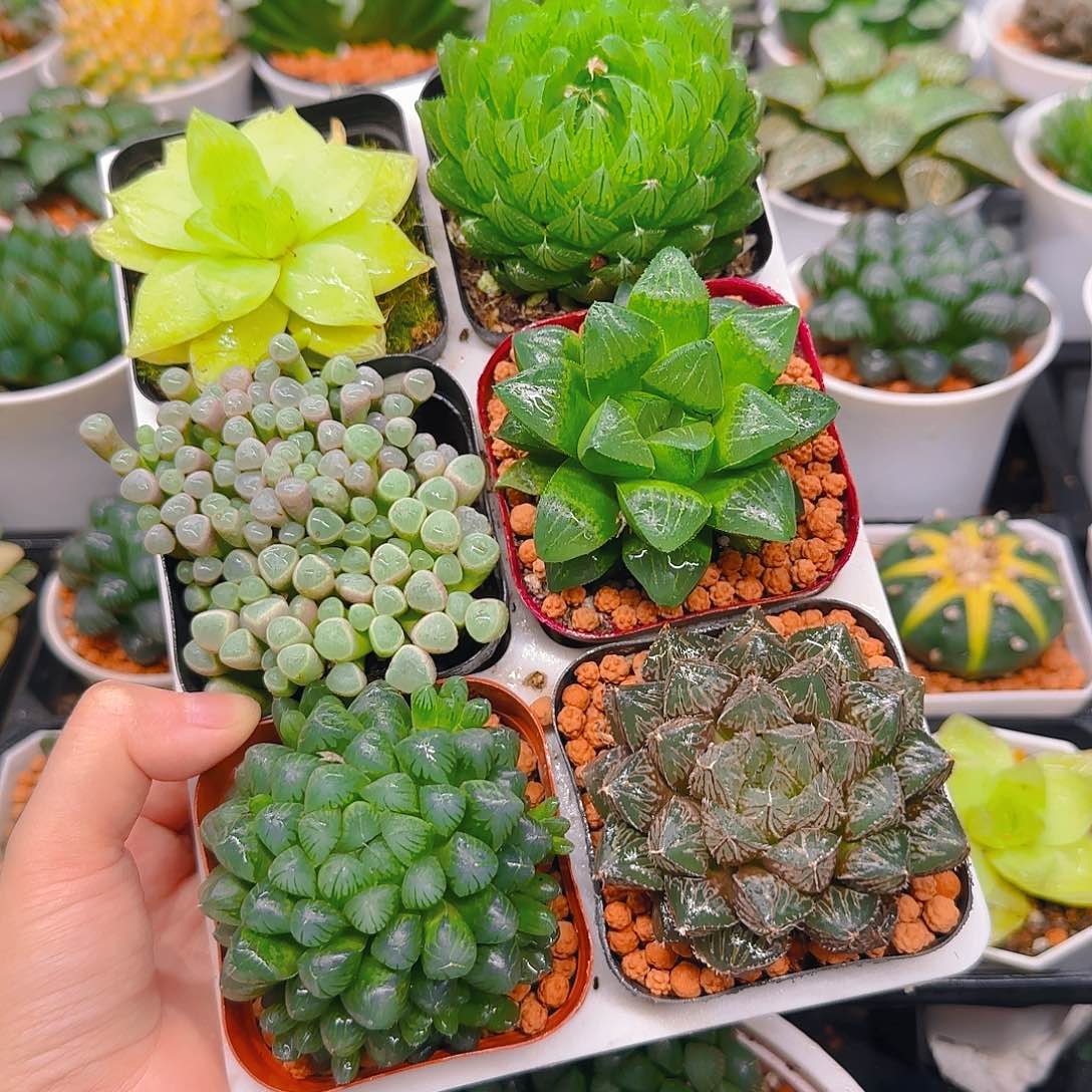 玉露六件套多肉，不带托架