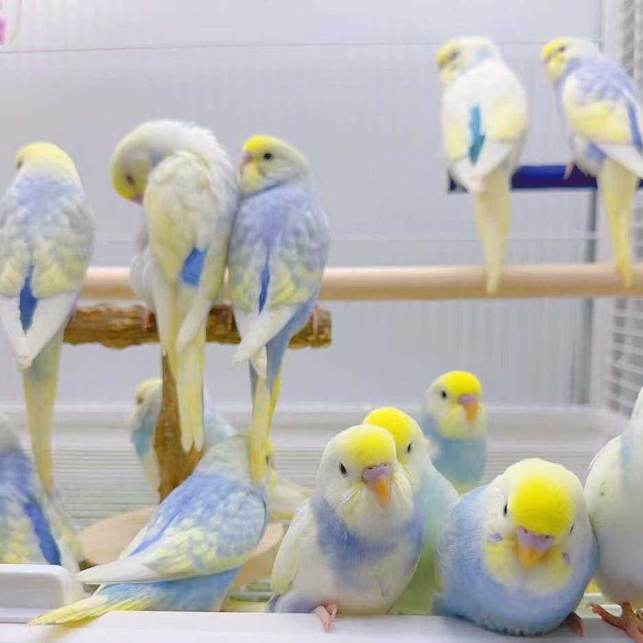 大头虎皮鹦鹉活鸟手养宠物鸟可上手亲人适合家养 