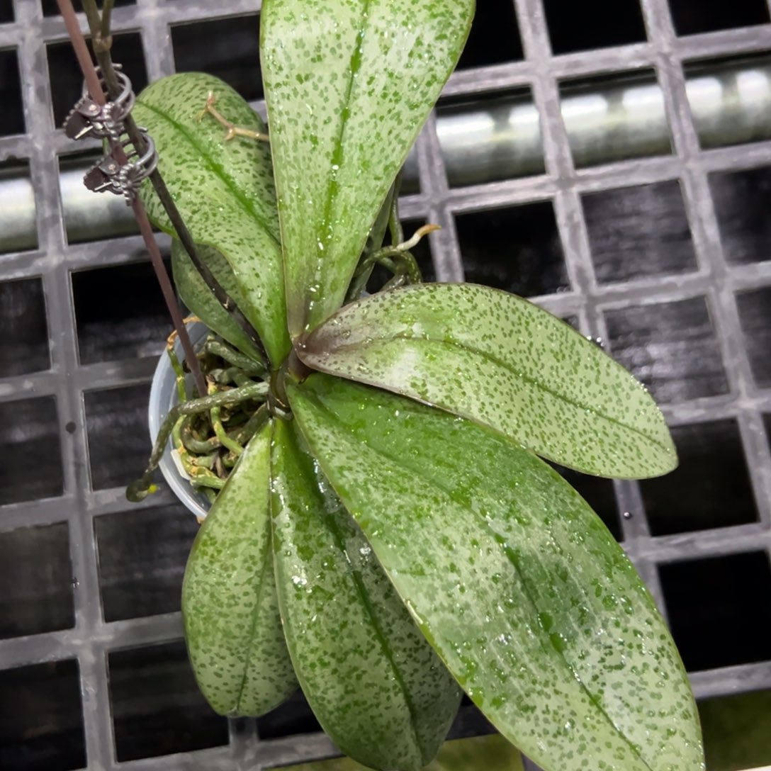 小***乔完全开放l276三寸ys1171