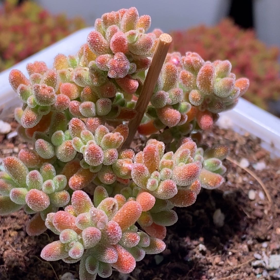 冰晶枝干番杏372