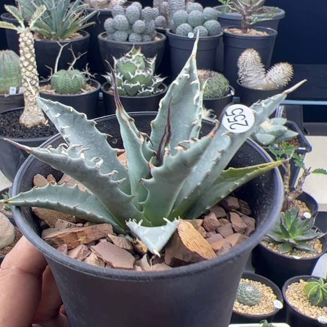 曲刺妖炎龙舌兰一物一拍