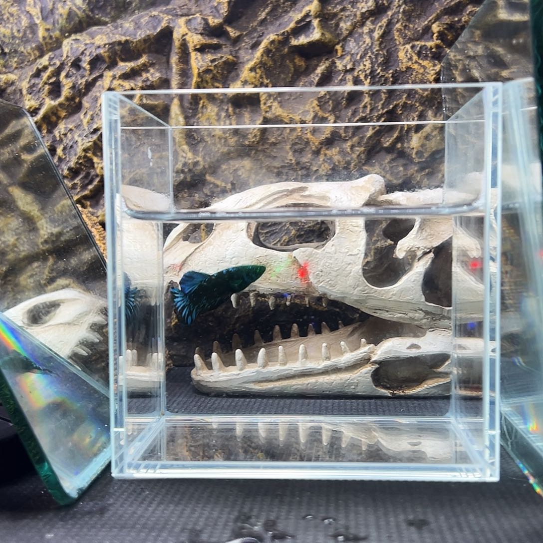 斗鱼精品精品精品精品精品