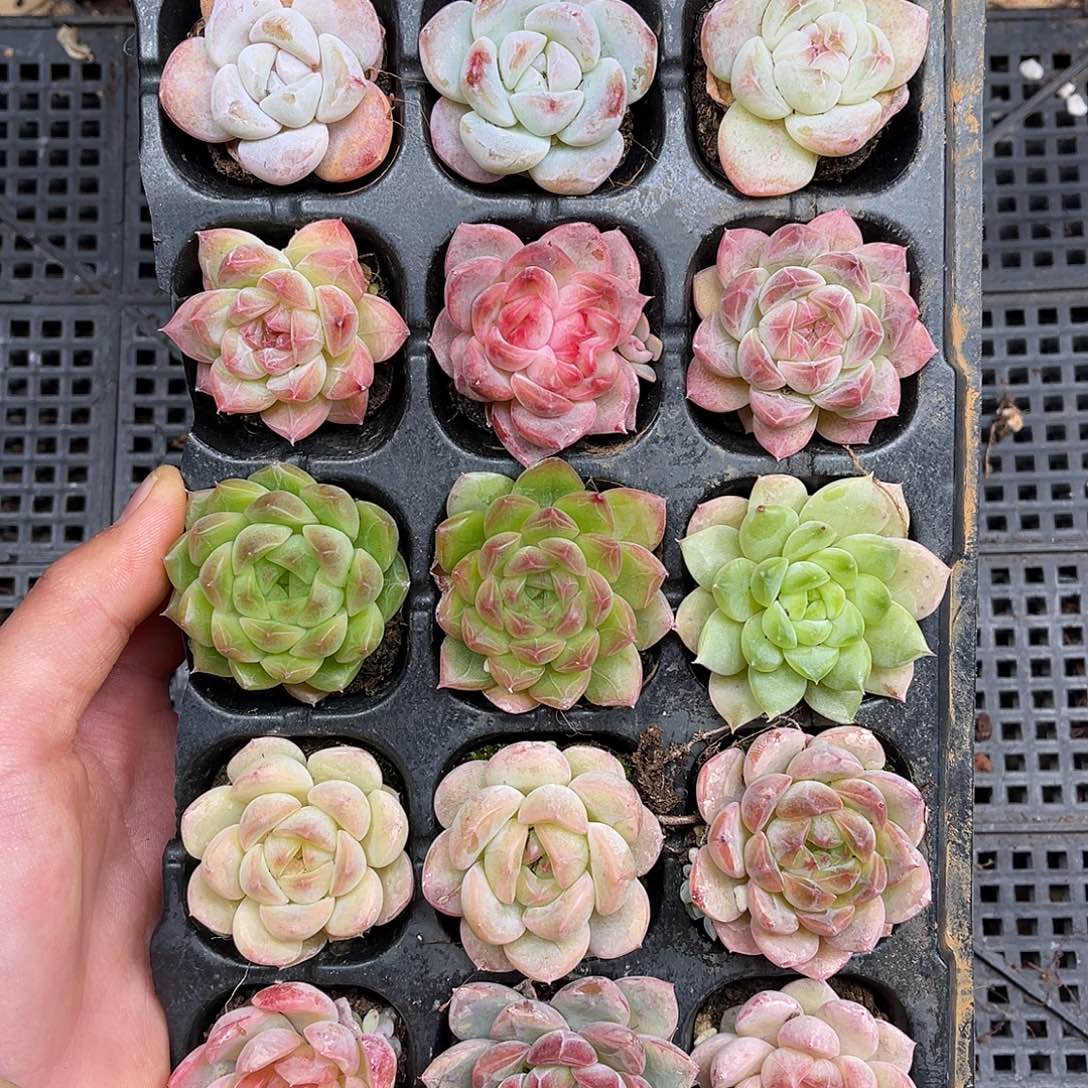 多肉一物一拍25-172