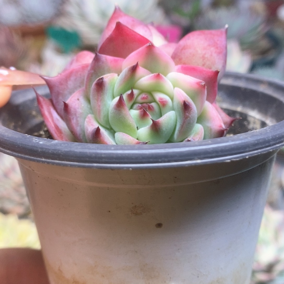 028锦锦锦锦锦锦锦锦