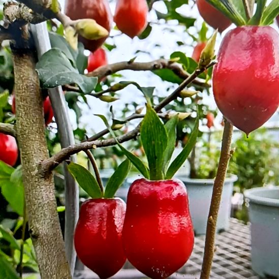 无花朵寿星嫁接苗老鸦柿