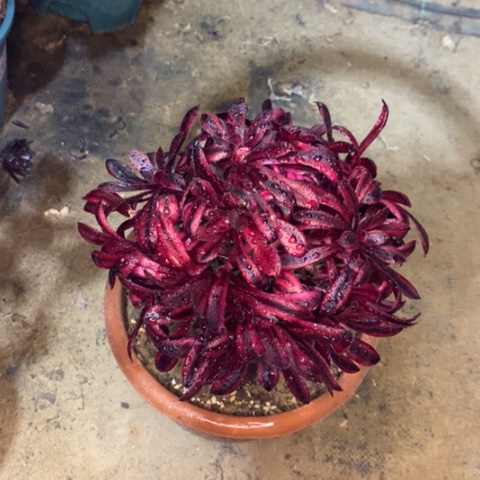 墨法锦多肉植物014