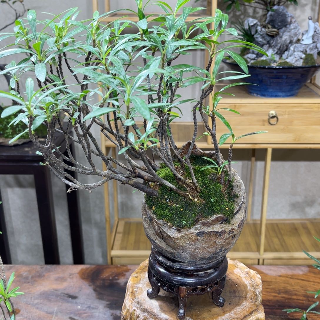 玲***园无花朵123365448896556