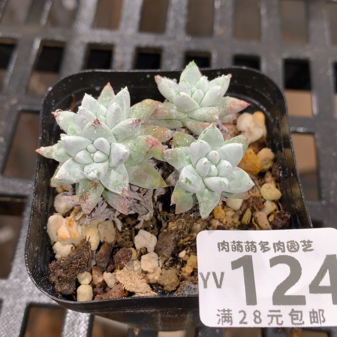 肉萌萌拇指盆精控多肉YV124