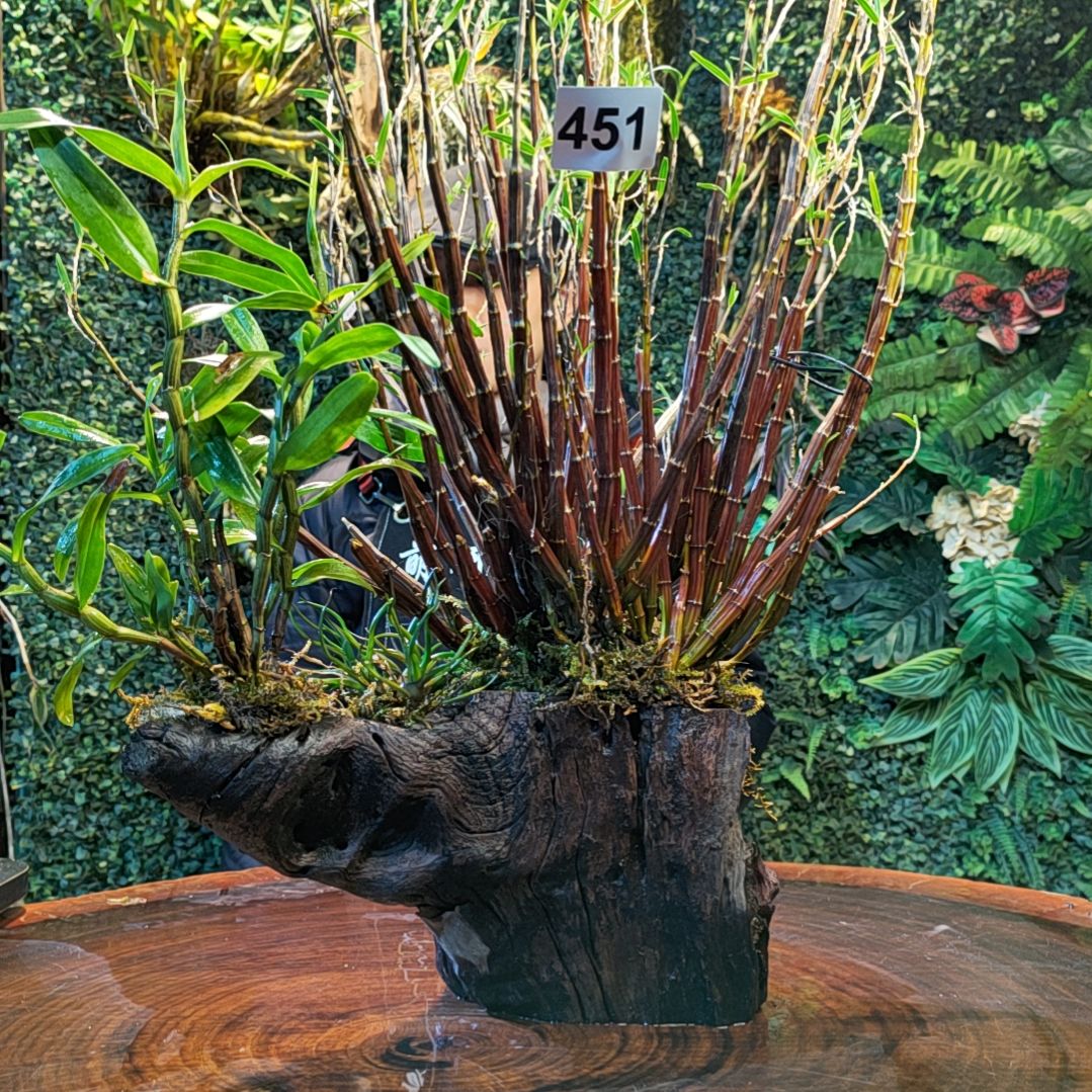 【闪购商品】451姬竹叶血喉花卉花卉