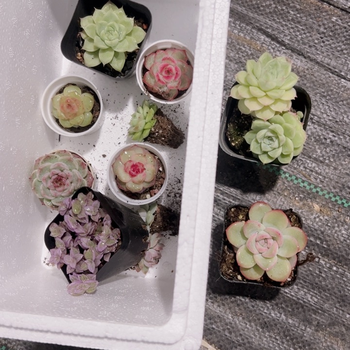 凌****y专拍多肉植物大战僵尸