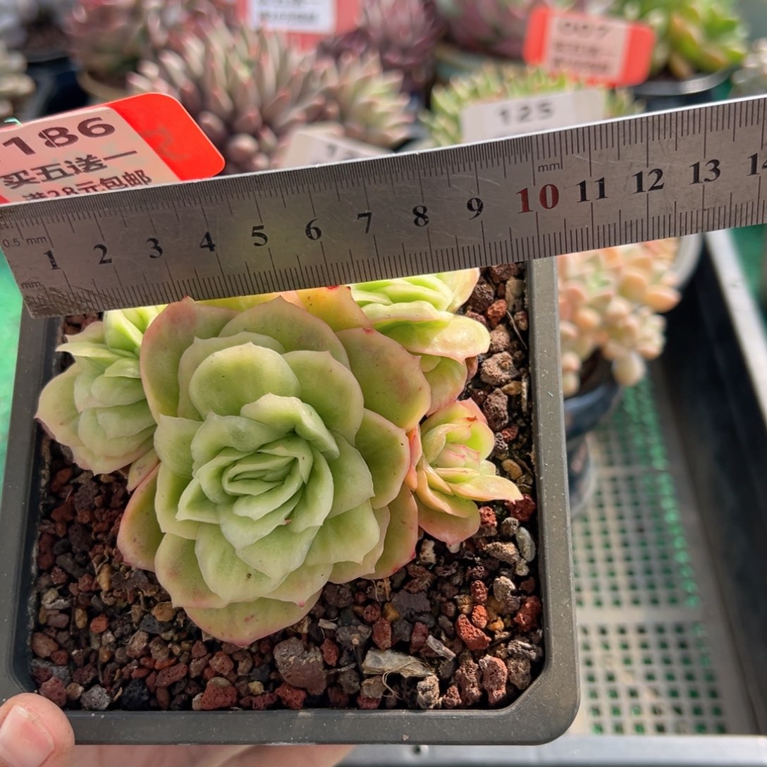 表妹精品多肉植物1186.