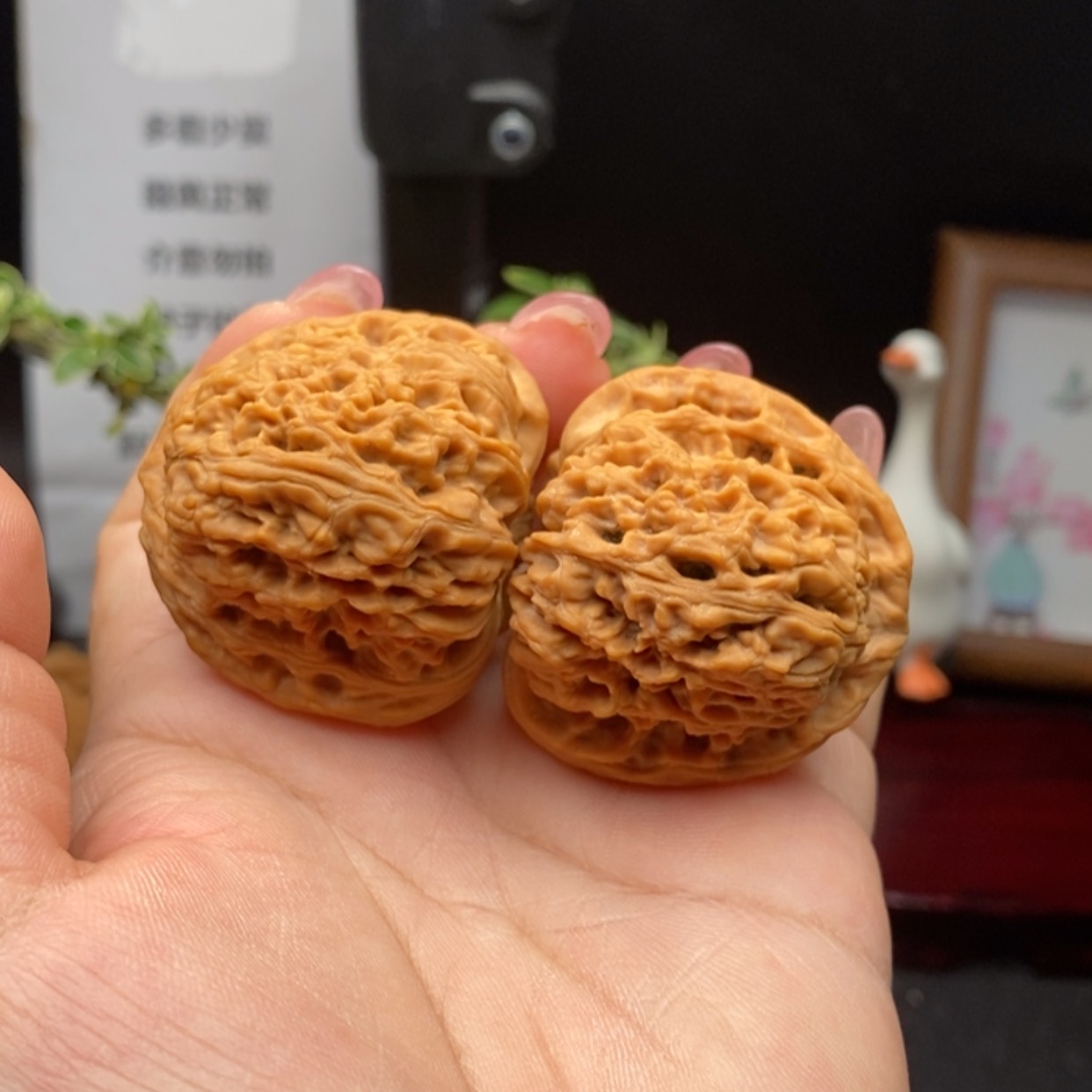 【闪购商品】26 球疆。全品精对。边度42