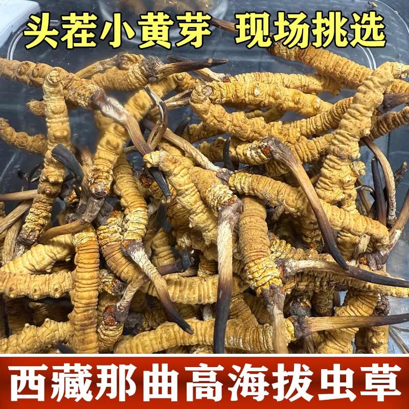 西藏那曲高海拔头期新货冬虫夏草精选自吃送礼佳品