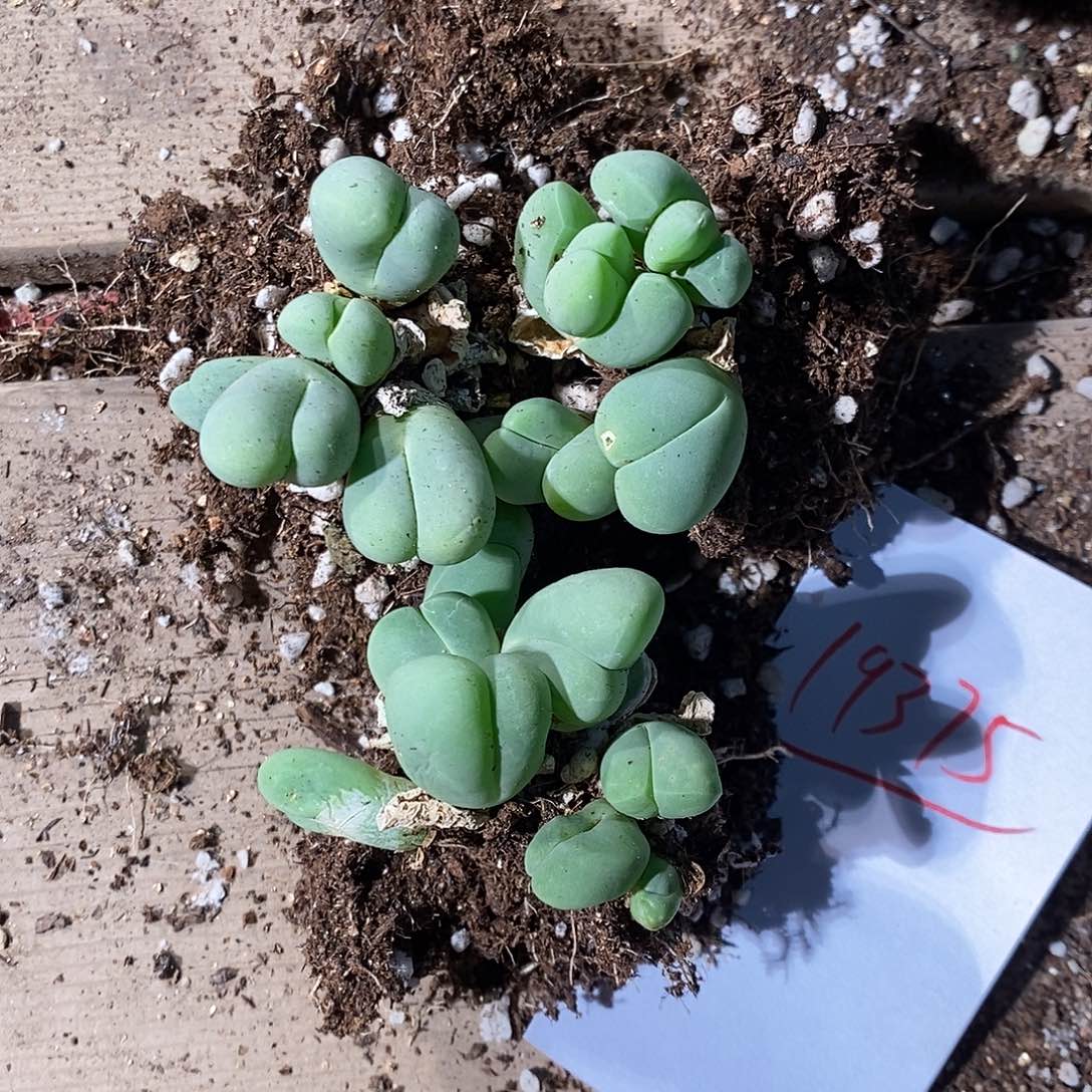 忘***草19375。     一组。   