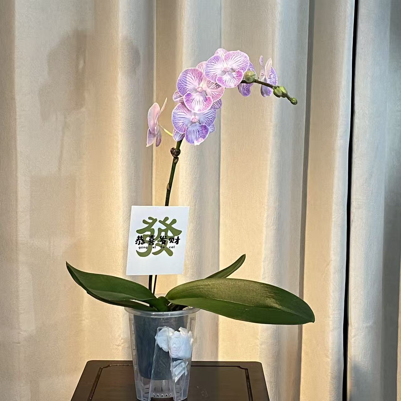 魔幻精灵蝴蝶兰盆栽带花苞室内好养专业培育基地出品